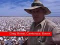 Bumper cotton crop at Boomi, NSW Bumper cotton crop at Boomi, NSW