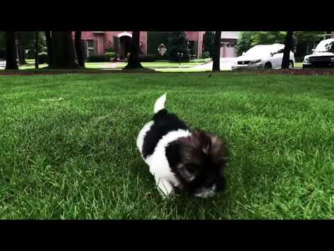 Imperial Charlie is a very tiny, intelligent, laid back Miniature Imperial Shih Tzu