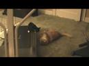 Extreme Cat Wrestling