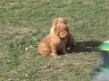 Nova Scotia Duck Tolling Retriever Puppies 5 weeks old.