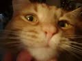 Crazy Cat movies: Cute Harry