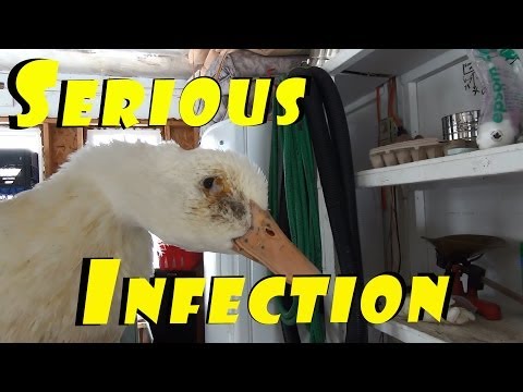 how to cure duck feet