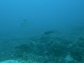 Barracuda in Malapascua