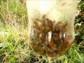 Recycle Pop Bottle Wasp trap