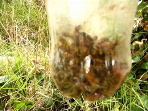 how to remove european wasps