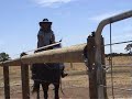 Part 3 Level 1 Parelli Assessment