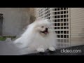 2012年03月29日 歌咪的戶外生活 小寶寶 6