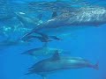 Hawaii dolphins