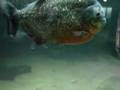 Blijdorp Zoo Rotterdam Aquarium Piranas 32