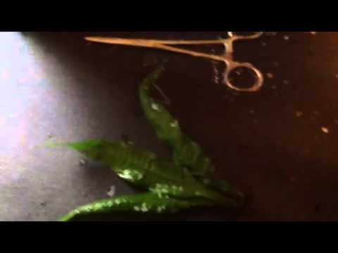 how to grow java fern
