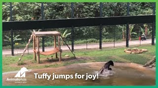 Freed from a bile farm, moon bear Tuffy jumps for joy