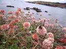 Near Mendocino Coast in California Near Mendocino Coast in California