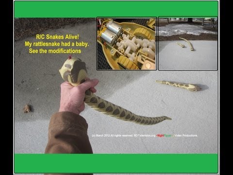 RC Snakes Alive! My snake grew up and had a baby. MODIFICATIONS.