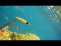 Spearfishing Pescasub Sarago dalla superficie