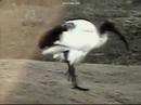 Birds! Birds! Birds! 39