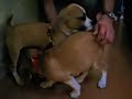 Puggle Brothers Reunited Puggle Brothers Reunited