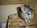 chinchilla