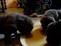 Shar Pei Puppy\
