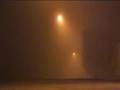 videos de arvores