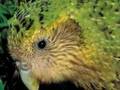Kakapo. 92 left. World's largest and flightless parrot.