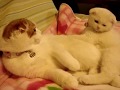 Scottish Fold【Woman wrestling02】