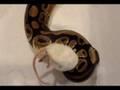 videos de weekly feeding