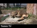 ツネオ君のお手々広げて♪ tsuneo