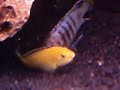 yellow lab and pseudotropheus zebra breeding
