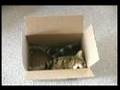 The Cat Cube