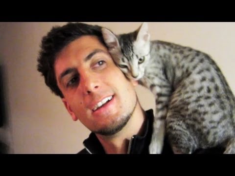 cool cat