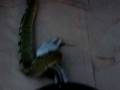 videos de Mon Python spyder attaque!!!