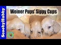 Weiner Pups' Sippy Cups -- Dog Days #18
