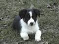 videos de chiots border collie le15.11.2008