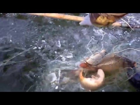 видео рыбалка ловля щуки весной на сети видео рыбалка ловля щуки весной на сети