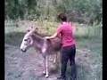 Kazka Con El Burro D Cienega de Gonzalez .
