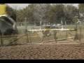 videos de horses-into the night.wmv