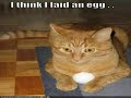 Very Funny Cats 34