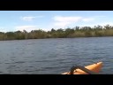 Bait Fish Get Mauled While Kayak Sailing