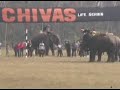 Elephant Polo WEPA 2006