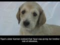 THE MIRACLE OF LIFE an AFGHAN HOUND FAIRY TALE
