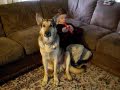 Germand shepard and recorder