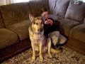 My german shepard jasper singing...