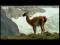 Extreme fishing waterfalls and Inca history - Andes: The Dragons Back - BBC Wildlife