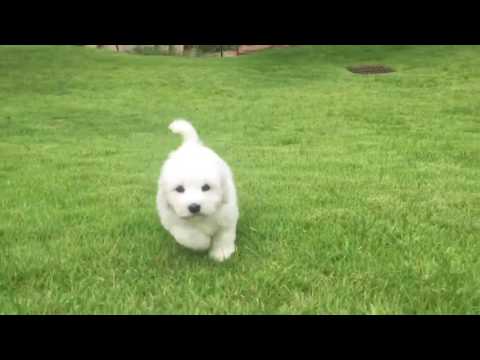 Bella is a fantastic puppy