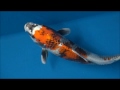 http://youtu.be/GNcLM-8LLBs