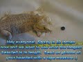 Longest Bearded Dragon Longest Bearded Dragon