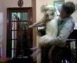 Cat and Dog