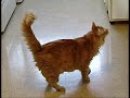 Frimousse le chat-chien, il est donté comme un chien