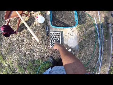 how to fertilize huckleberries