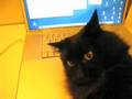 しゃべるねこ、しおちゃんの節電。
